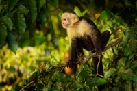 Malpa kapucinska - Cebus capucinus - White-headed Capuchin o0305